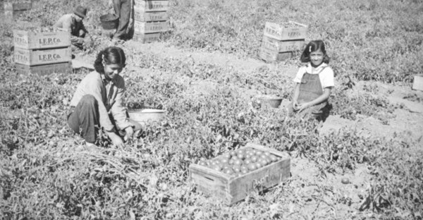 Family picking tomatoes in the San Fernando Valley, ca. 1937 | Herman J. Schultheis Collection, Los Angeles Public Library.